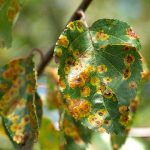 Diagnosing and Identifying Plant Disorders & Tree Assessment and Risk Management