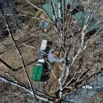 Tree Preservation & Tree Support