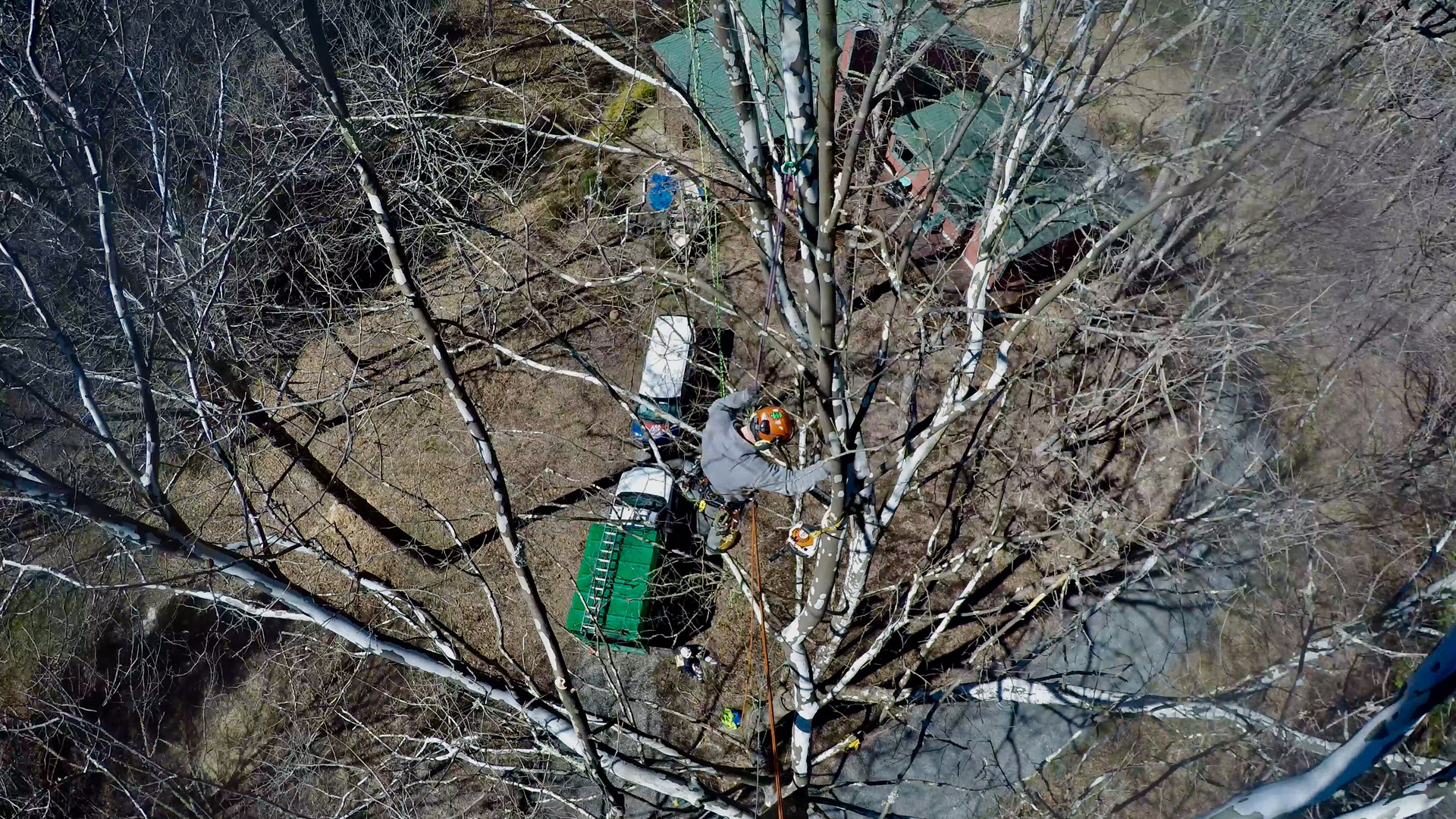 Tree Boone judas NC pruning,