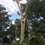 Emergency Tree Removal / Hazardous Tree Removal / Storm Restoration