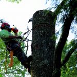 Tree Removal Service in NC